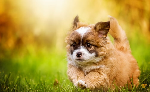 chiot à poil long marron et blanc, chien, animaux, Fond d'écran HD HD wallpaper