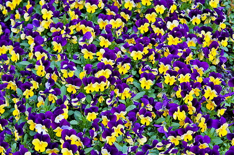 beautiful, bloom, blooming, blossom, blur, botanical, bright, close up, color, colorful, colour, colourful, delicate, field, flowers, garden, growth, nature, outdoors, pansy, park, petals, plants, season, spring, vibrant, HD wallpaper HD wallpaper