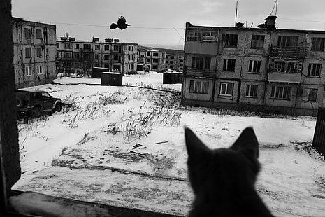 Russia, city, building, cat, monochrome, depressing, HD wallpaper HD wallpaper