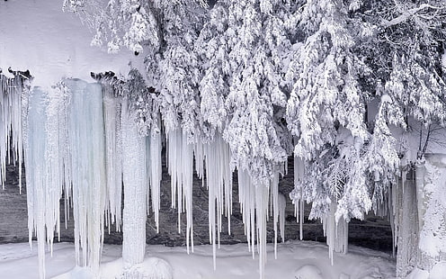 покрытое льдом дерево, зима, снег, мороз, лед, сосульки, HD обои HD wallpaper