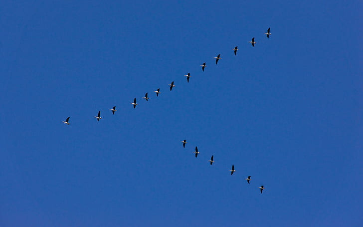 Voedel Suedwaerts, birds, animals, skies, formation, blue, migration, HD wallpaper