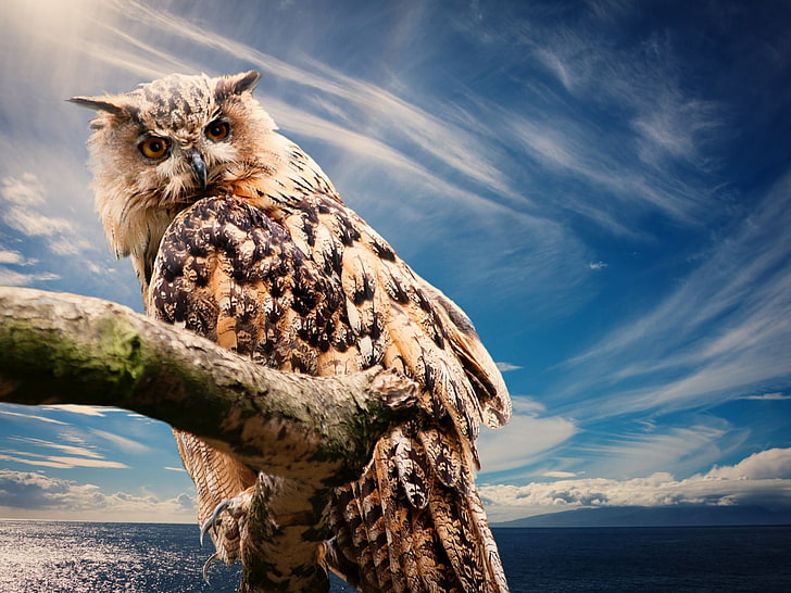 brown owl, owl, predator, bird, sky, HD wallpaper
