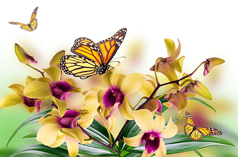 gula och lila orkidéer, löv, blommor, collage, fjäril, kronblad, mal, orkidé, HD tapet HD wallpaper