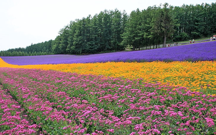 field of multicolored flowers, flowers, lavender, field, plantation, trees, rows, HD wallpaper