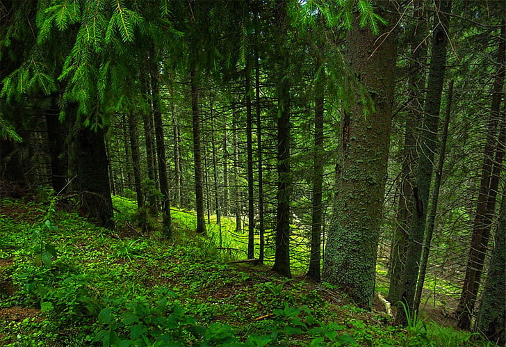 green leafed trees in forest, forest, landscape, grass, photography, HD wallpaper