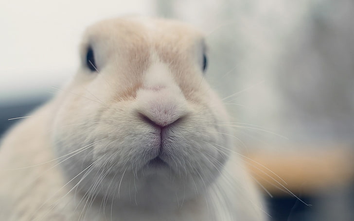 conejo blanco, conejos, animales, Fondo de pantalla HD