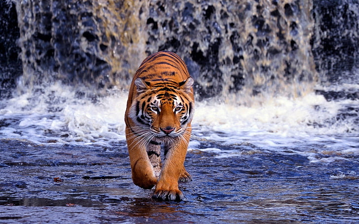 tigre brun, animaux, tigre, félins, Fond d'écran HD