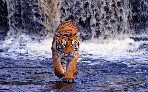갈색 호랑이, 동물, 호랑이, 큰 고양이, HD 배경 화면 HD wallpaper
