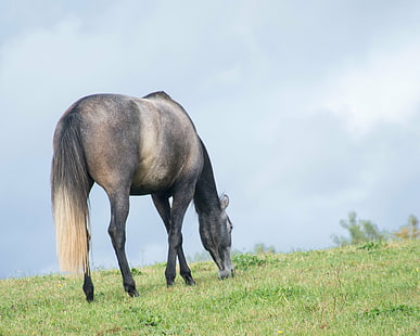 grå och svart häst som äter gräs under dagtid, bete, grå, svart häst, äter, gräs, dagtid, höstfall, andalusisk, himmel, häst, djur, natur, däggdjur, utomhus, gård, bete, äng, hingst, sto, man , lantlig scen, HD tapet HD wallpaper