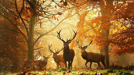 Animal, animals, 1920x1080, deer, stag, Deer s, 4k deer, HD wallpaper HD wallpaper