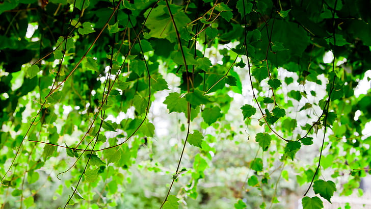 Leaves Vines HD, nature, leaves, vines, HD wallpaper