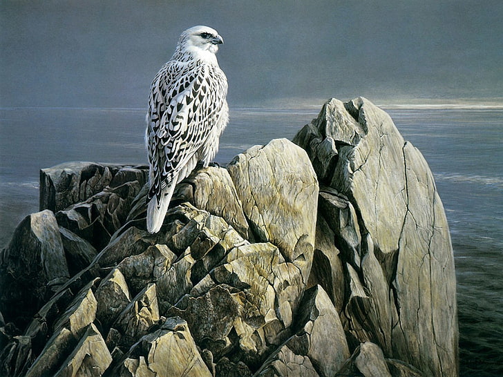 snowy owl, Birds, Falcon, Bird, Wildlife, HD wallpaper