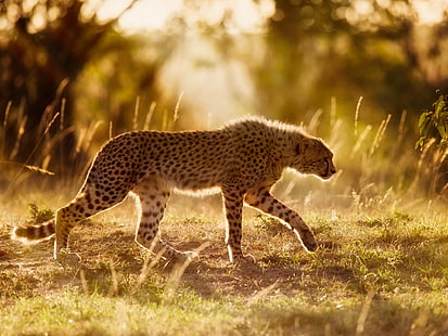 Гепард дикая кошка в Африке, Гепард, дикая кошка, Африка, Гепард, HD обои HD wallpaper