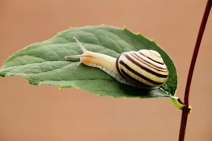 black and yellow stripped shell snail on green leaf, MK II, black and yellow, stripped, shell, snail, green leaf, gear, me, slimy, animal, nature, mollusk, gastropod, slug, close-up, slow, crawling, wildlife, macro, insect, HD wallpaper