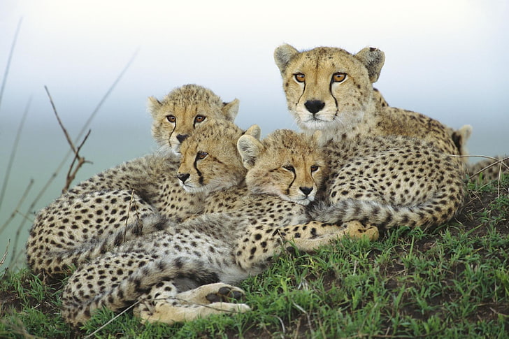 cheetah and cubs, family, Cheetah, cubs, mother, HD wallpaper