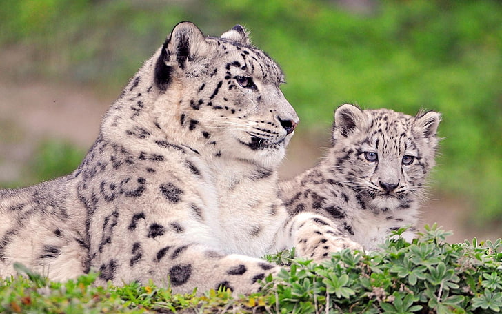 Jaguar, snow leopard, couple, cub, sit, grass, HD wallpaper