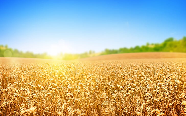 Golden wheat fields, Golden, Wheat, HD wallpaper | Wallpaperbetter
