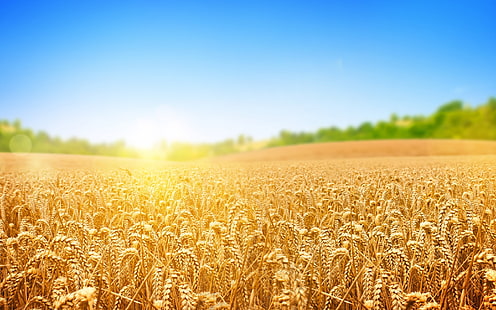 Wheat Field, wheat, field, sun, HD wallpaper HD wallpaper