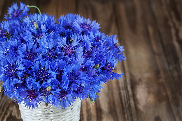 flowers, blue, bouquet, cornflowers, HD wallpaper