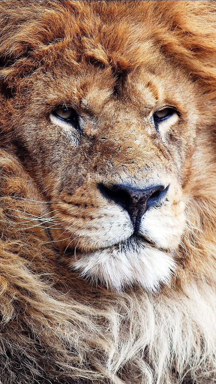 León magnífico, león marrón adulto, animales, león, hermoso, Fondo de  pantalla HD | Wallpaperbetter