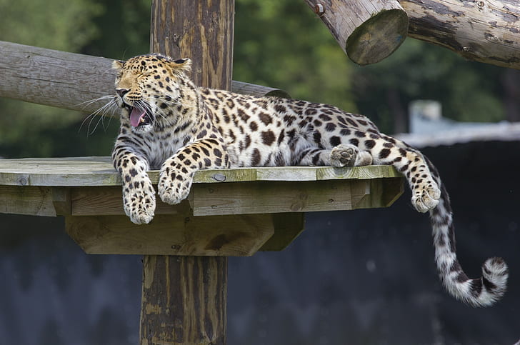 stay, predator, paws, tail, wild cat, yawns, zoo, the Amur leopard, HD wallpaper