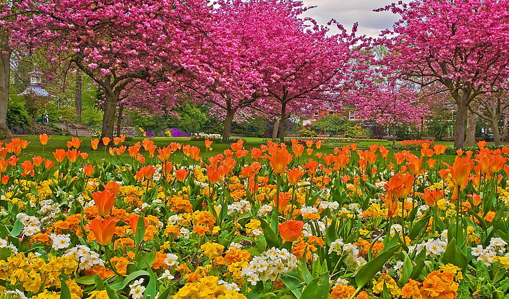 orange, weiße und gelbe Blüten, Gras, Bäume, Blumen, Park, Garten, Tulpen, HD-Hintergrundbild
