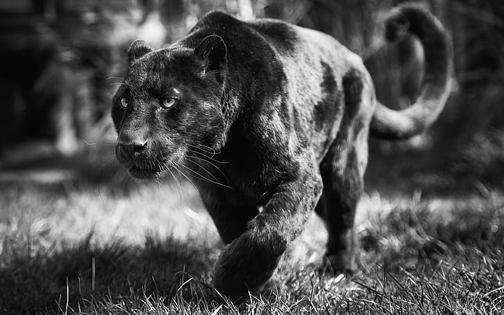 Black panther animal HD wallpapers free download | Wallpaperbetter