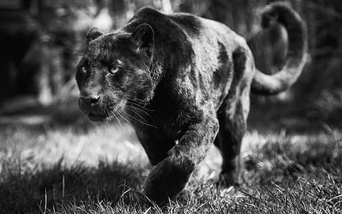 Posição de ataque de pantera negra, animal de pantera negra, animais, leopardo, preto, ataque, posições, HD papel de parede HD wallpaper