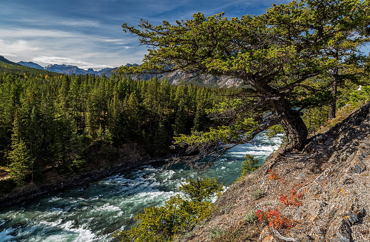 Kanada, natur, landskap, flod, träd, HD tapet