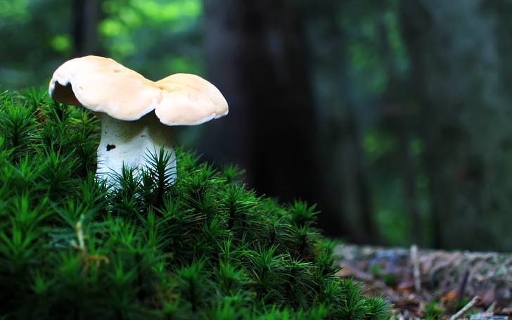 Lonely mushroom, white wild mushroom, HD wallpaper
