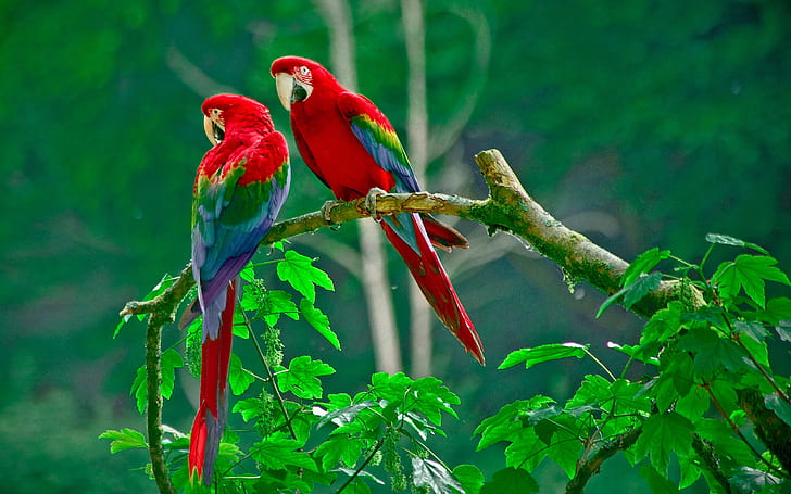 Piękna papuga, kolorowe pióra, natura, zielone liście, piękna, papuga, kolorowe, pióra, natura, zieleń, liście, Tapety HD