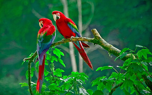 นกแก้วสวยงาม, ขนนกหลากสี, ธรรมชาติ, ใบไม้สีเขียว, สวยงาม, นกแก้ว, สีสัน, ขน, ธรรมชาติ, สีเขียว, ใบไม้, วอลล์เปเปอร์ HD HD wallpaper