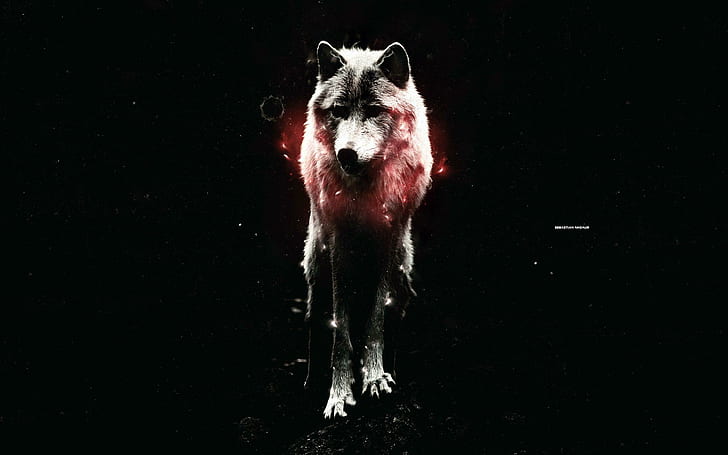Waiting In The Darkness, spirit, mythical, wild animal black, pack, wolves, wolf, the pack, white, beautiful, timb, HD wallpaper