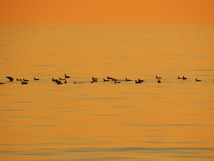 ptaki, pływanie, zachód słońca, zwierzęta, Tapety HD