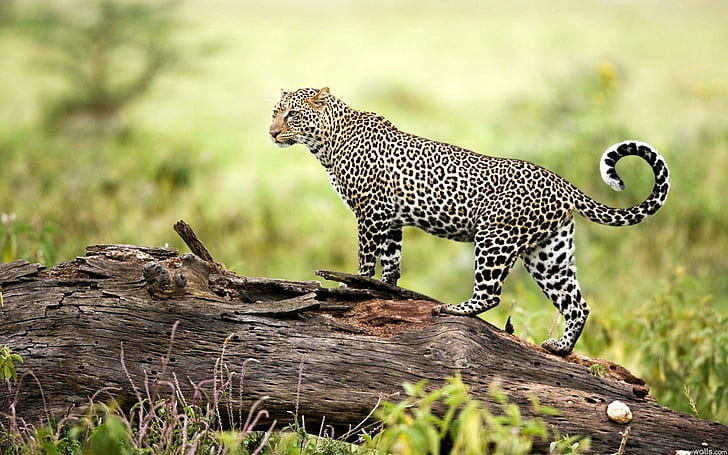 Leopard Wildlife, leopardo, vida silvestre, tigres, Fondo de pantalla HD