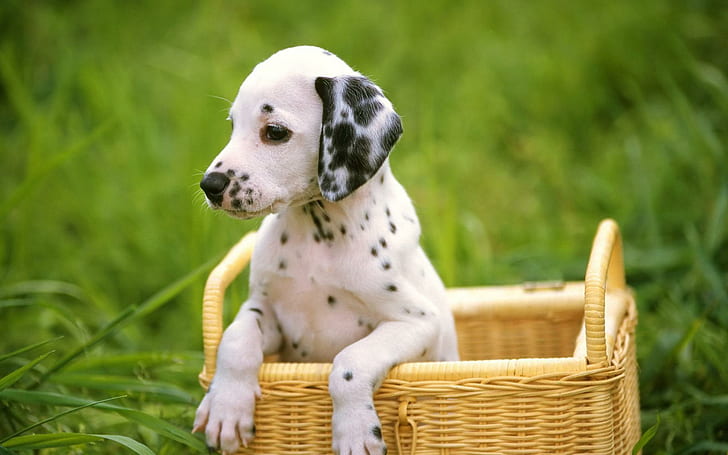 Dalmatian Puppy, dalmatian, puppy, funny, grass, basket, animals, HD wallpaper