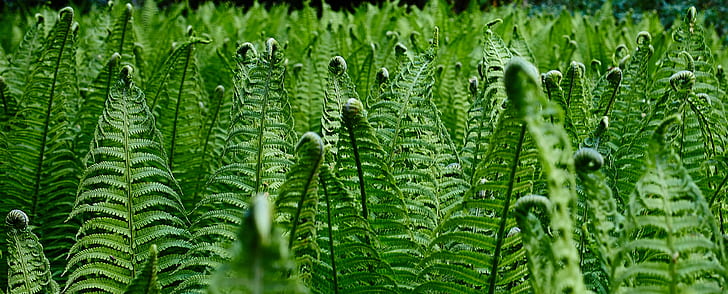 tanaman berdaun hijau, alam, seni, hijau, berdaun, tanaman, bentuk, daun, tanaman, Warna hijau, pertumbuhan, kesegaran, close-up, latar belakang, musim panas, di luar ruangan, Wallpaper HD