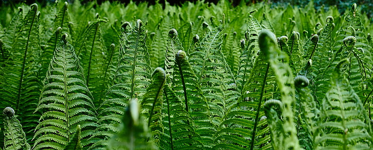 tanaman berdaun hijau, alam, seni, hijau, berdaun, tanaman, bentuk, daun, tanaman, Warna hijau, pertumbuhan, kesegaran, close-up, latar belakang, musim panas, di luar ruangan, Wallpaper HD HD wallpaper
