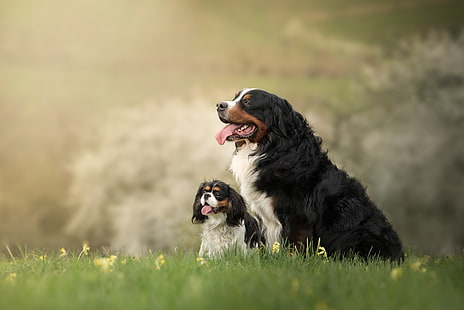 природа, фон, куче, кученце, мама, Бернско планинско куче, HD тапет HD wallpaper