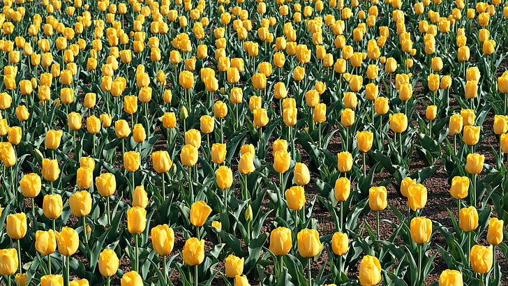 yellow tulip field, tulips, flowers, field, leaves, soil, spring, HD wallpaper