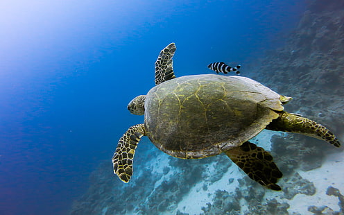 Turtle Tortoise Underwater Ocean Fish HD, animals, ocean, fish, underwater, turtle, tortoise, HD wallpaper HD wallpaper