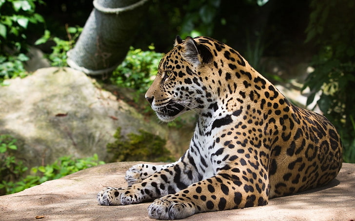 léopard adulte, jaguar, chat sauvage, prédateur, Fond d'écran HD