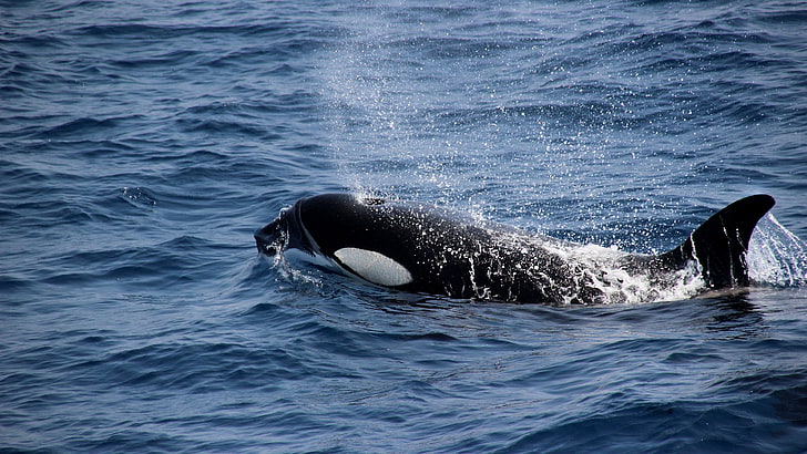 killer whale, orca, whale, dolphin family, marina mammal, wild animal, HD wallpaper