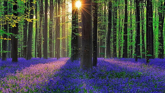 природа, лес, колокольчик, лесистая местность, цветочный ковер, халлербос, флора, бельгия, дерево, весна, европа, свет, солнечный свет, лес колокольчик, лес халле, ковер колокольчик, HD обои HD wallpaper