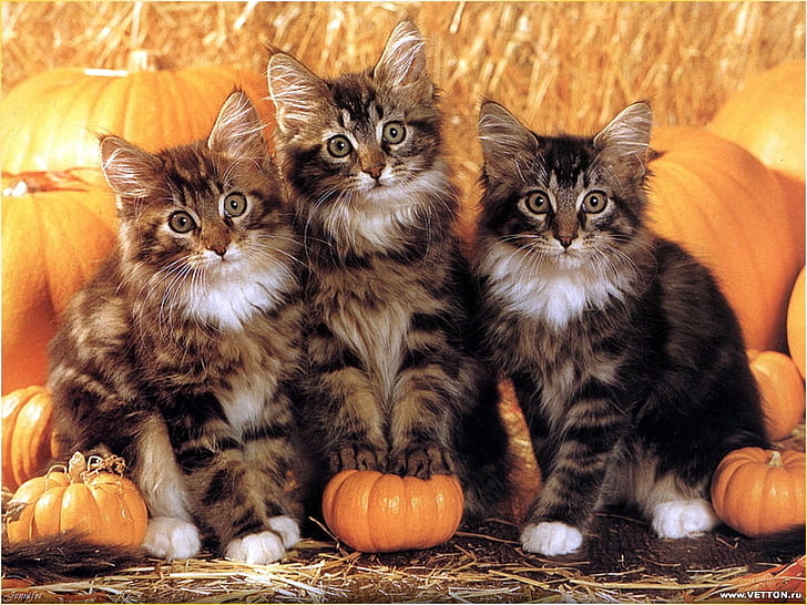 животное осень тыква кошки животные кошки HD арт, осень, хэллоуин, животное, кошка, фрукты, кошачьи, HD обои