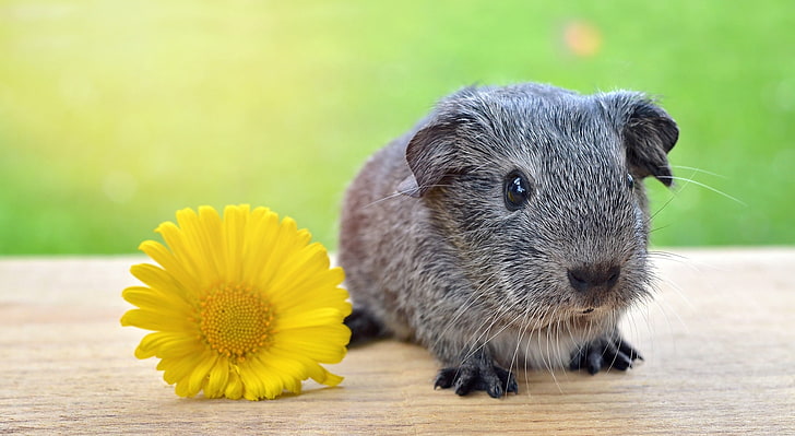 Super Cute Baby Guinea Pig, black and grey rabbit, Cute, Flower, Spring, Portrait, Wood, Small, Young, Animal, Silver, rodent, yellowflower, guineapig, smoothhair, HD wallpaper