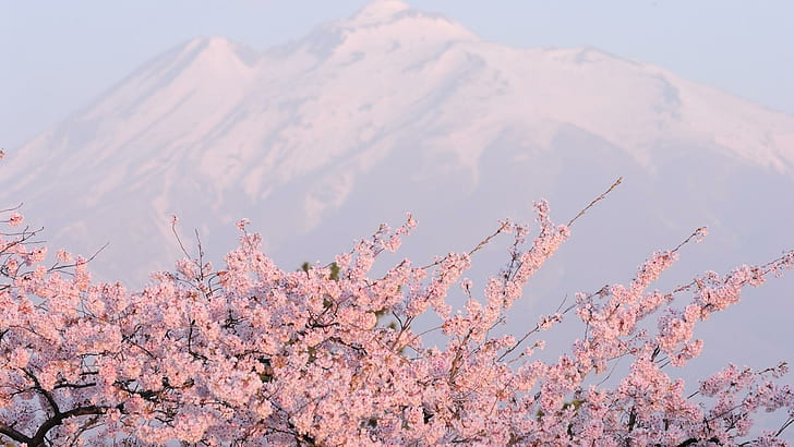 Пролетен розов облак, черешово дърво, пролет, розови цветове, планини, облак, фон, 3d и абстрактно, HD тапет