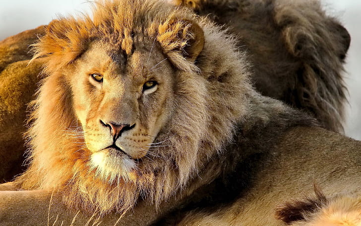 El León (panthera Leo) es uno de los grandes felinos del género Panthera, y un miembro de la familia Felidae.Término de uso común León africano 3840 × 2400, Fondo de pantalla HD