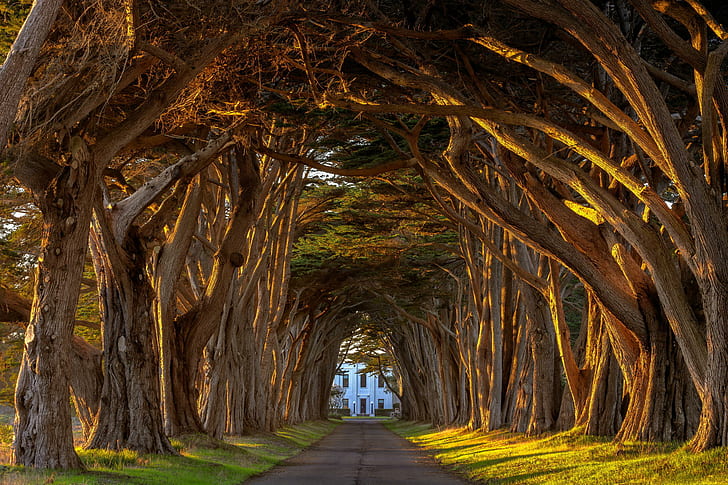 summer, light, california, alley, trees, sunset, tree, station, tunnel, the estate, lervia, point, cypress, marconi, reyes, HD wallpaper