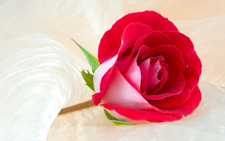 Romantic Red Roses, red and white rose flower, Nature, Flowers, red, rose, HD  wallpaper | Wallpaperbetter